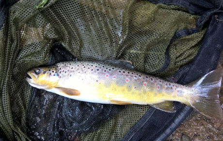 Elderberry Bush Trout